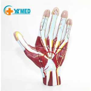 Medical Science Palmar anatomy Enlarged model aponeurosis moves the palmar anatomy