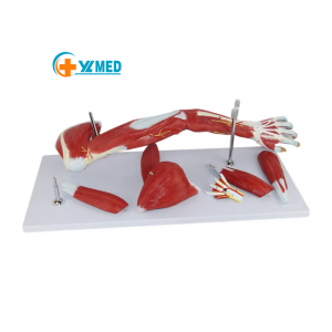 Medyske ûnderwizen Minsklike spieren fan 'e boppeste ledematen Detachable biceps anatomysk model mei vascular nerve minsklik earm model