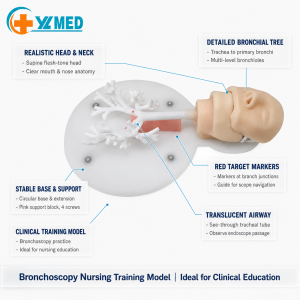 Teaching Resources Hard Bronchial Model, Bronchoscopy Training Model for Medical Experiment in Schools & Hospitals