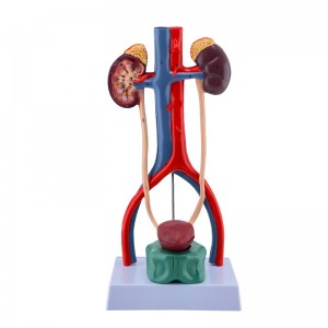 Medical Science 3D Plastic Human Anatomy Teaching Resource Unisex Urinary System Model with Bladder Education Equipment
