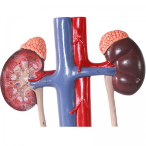 Medical Science 3D Plastic Human Anatomy Teaching Resource Unisex Urinary System Model with Bladder Education Equipment