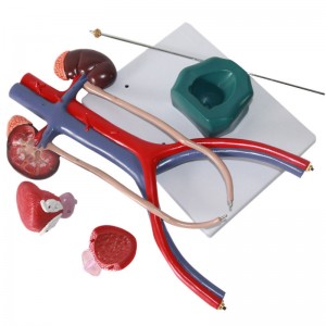 Medical Science 3D Plastic Human Anatomy Teaching Resource Unisex Urinary System Model with Bladder Education Equipment