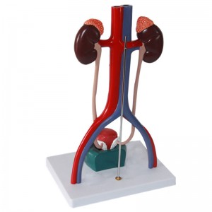 Medical Science 3D Plastic Human Anatomy Teaching Resource Unisex Urinary System Model with Bladder Education Equipment