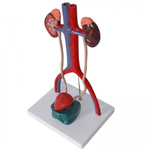 Medical Science 3D Plastic Human Anatomy Teaching Resource Unisex Urinary System Model with Bladder Education Equipment