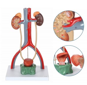 Medical Science 3D Plastic Human Anatomy Teaching Resource Unisex Urinary System Model with Bladder Education Equipment