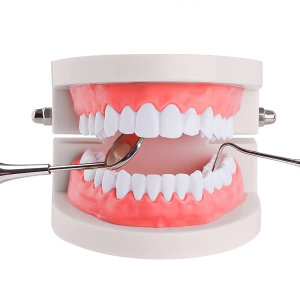Educational life size Dental Model Oral Hygiene teaching aids for kidergarten and children teaching purpose