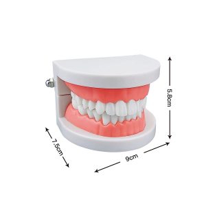 Educational life size Dental Model Oral Hygiene teaching aids for kidergarten and children teaching purpose