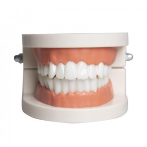 Educational life size Dental Model Oral Hygiene teaching aids for kidergarten and children teaching purpose