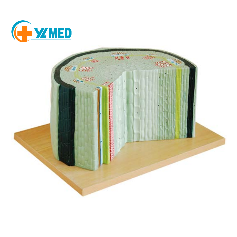 Dicotyledonous plant stem model