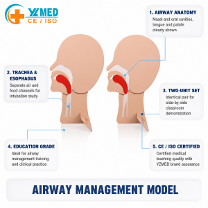 CPR Training Head Section Model , First Aid Training, Model for Demonstate to Open the Airway