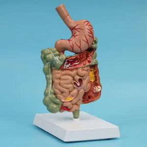 Nuimamas mokymo modelis Žmogaus skrandžio anatomijos modelis Patologinės virškinimo sistemos modelisSkrandžio skyriaus modelis