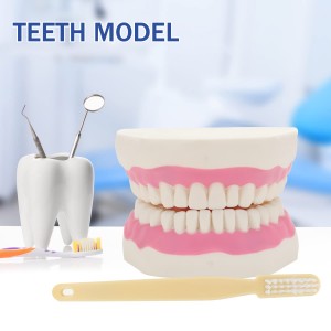 Medical Science 6X magnification oral tooth with tongue model Teaching dental materials Dental consumables denture equipment