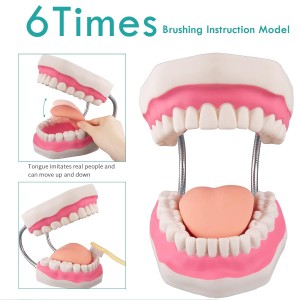 Medical Science 6X magnification oral tooth with tongue model Teaching dental materials Dental consumables denture equipment