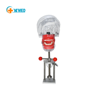 Dental Phantom Head Model Manikin Resin Transparent Dental Training Model Dental School Student Practice Class Course Lab CE/ISO