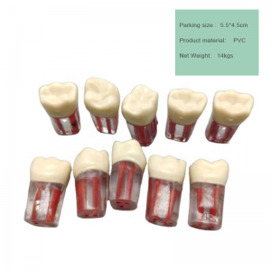 Factory Good Price Resin Manual Colorful Open Pulp Root Canal Model for Medical Treatment