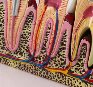 Dental student jaw model teaching tooth models for dentistry student teeth model