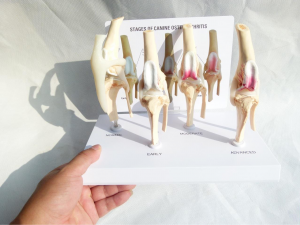 Deluxe Functional Teaching Model Medical Science Education 4 Stage Knee Arthritis Anatomy Dog Knee Joint Model Kit
