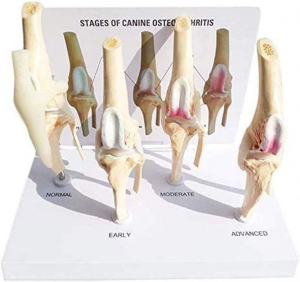 Deluxe Functional Teaching Model Medical Science Education 4 Stage Knee Arthritis Anatomy Dog Knee Joint Model Kit