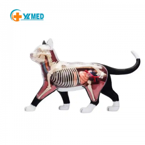Anatomical cat anatomy model for medical learning with prompt delivery medical science cat anatomy model for kids learning