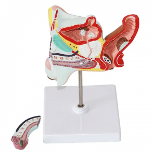 Medical teaching students physiological learning model advanced male reproductive organs teaching model