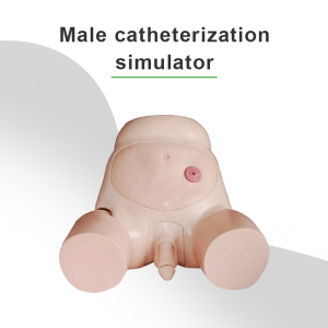 Advanced Male Urethral Catheterization Simulator Nurse Training Model ဆေးသိပ္ပံအရိုးစု မော်ဒယ် လူ့အရေပြား အရောင် 1 Pieces