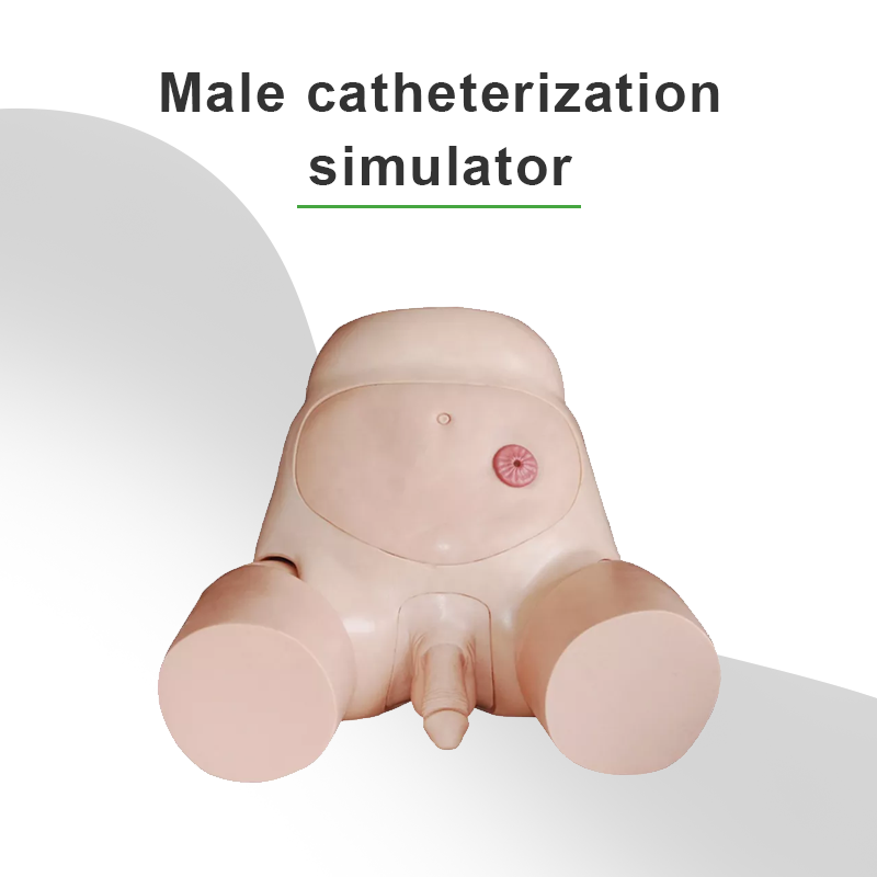 Advanced Male Urethral Catheterization Simulator Nurse Training Model Medical Science Skeleton Model Human Skin Color 1 Pieces