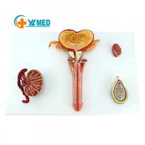 High Standard PVC Manikin Medical Science Anatomical Model of the Male Reproductive System 1 Part for School Use