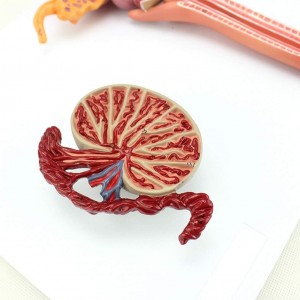 High Standard PVC Manikin Medical Science Anatomical Model of the Male Reproductive System 1 Part for School Use