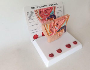 Human Male Pelvis Cavity Sagittal Disease Anatomy 4 Stages Pelvic Cavity Medical Science Anatomical Model