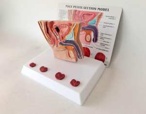 Human Male Pelvis Cavity Sagittal Disease Anatomy 4 Stages Pelvic Cavity Medical Science Anatomical Model