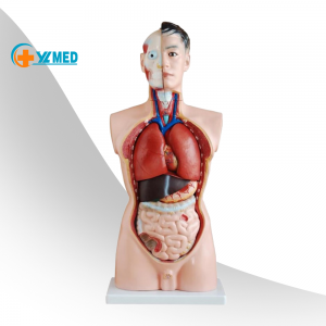 life size human anatomical model 85cm male torso 19 parts teaching models for medical use