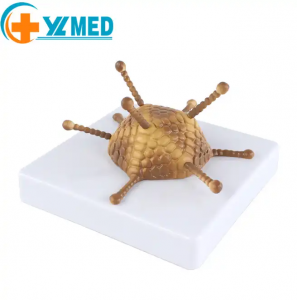 High quality medical biological Adenovirus model for showing the detailed capsid structure virus model for demonstration