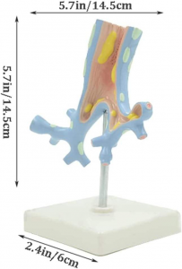 Medical School Human Anatomy Respiratory System Model Educational PVC Stand Made China Model Number Human Respiratory System