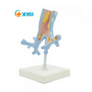 Medical School Human Anatomy Respiratory System Model Educational PVC Stand Made China Model Number Human Respiratory System