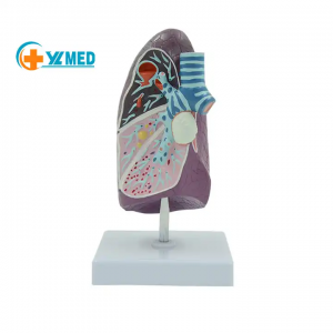 Modelo de investigación médica, fumar daña la enfermedad pulmonar, imagen del modelo, Material de PVC de alta calidad, ciencia médica, maniquí Cpr