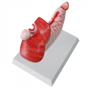 Medical research stomach anatomical model pathological stomach and stomach disease model