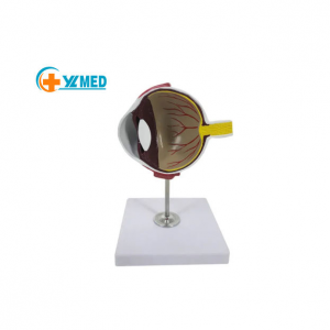 Biology Science Education Equipment Veterinary Medical Simulation Animal Dog Anatomy Model Canine Eye Model