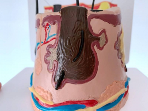 Best Selling Anatomical Human Structure Skin Model for Teaching Model