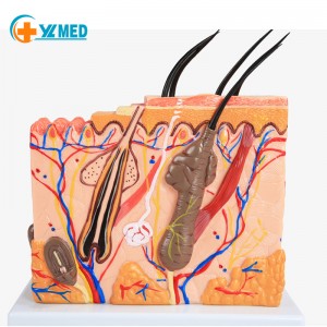 Anatomical Model of Hair Follicle Structure of Human Skin Tissue 70 Times Enlarged Anatomical Model
