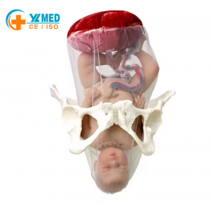 Pelvic Obstetric Baby Care Training Model PVC Anatomical Fetal Head Newborn Delivery Medical Education No reviews yet