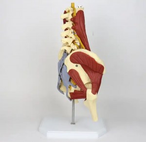 medical science Suspended human body five-section lumbar vertebra with nerve intervertebral disc herniation with muscle model