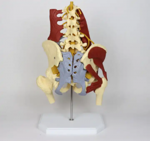 medical science Suspended human body five-section lumbar vertebra with nerve intervertebral disc herniation with muscle model