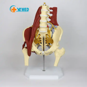 medicina scienco Pendita homa korpo kvin-sekcia lumba vertebro kun nerva intervertebra disko herniado kun muskola modelo