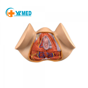 Fekitari Mutengo Wemunhu Anatomical Model yeUterus Medical Sayenzi Torso Model Dzidzo Yemukadzi Perineum Model