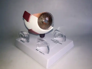 Навчальна модель будови людського ока Модель анатомії ока Демонстраційне навчання захворювання кришталика