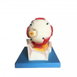 Biology Human Anatomical Eye Model with Orbit Eye Structure Model Medical Science Educational Models Teaching Supplies YL-316B