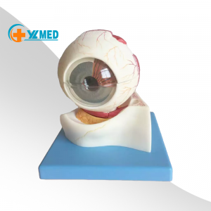 Biologi Mänsklig anatomisk ögonmodell med bana ögonstrukturmodell Medicinsk vetenskap Utbildningsmodeller Undervisningsmaterial YL-316B