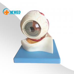 Biology Human Anatomical Eye Model ine Orbit Eye Structure Model Medical Sainzi Dzidzo Yemhando Yekudzidzisa Zvishandiso YL-316B