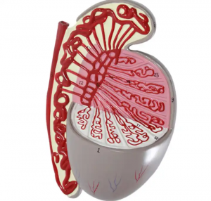 Anatomical teaching model Human testis model for medical science education