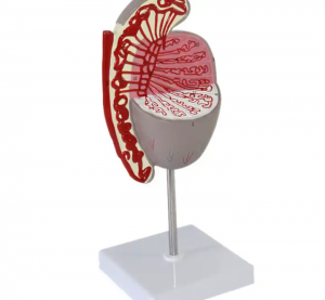 Anatomical teaching model Human testis model for medical science education